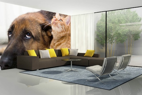 Vlies Fototapete - Katze und Hund   375 x 250 cm
